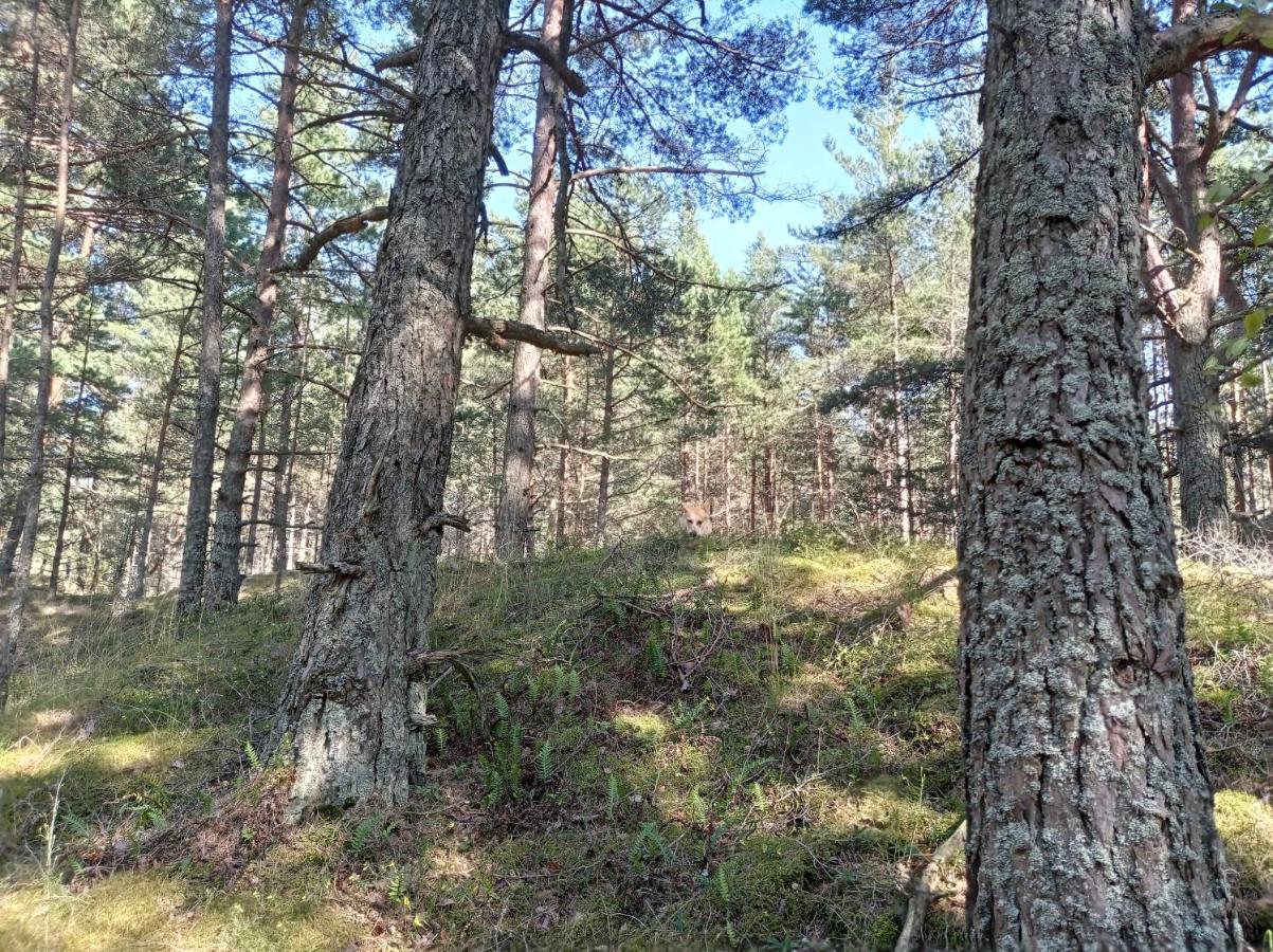 House, Garden & Sauna. Free Parking. Train Stop-200 M. Sea-1 Km. Jūrkalne Екстериор снимка